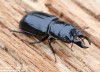 roháček jedlový (Brouci), Ceruchus chrysomelinus, Scarabaeoidea, Lucanidae (Coleoptera)